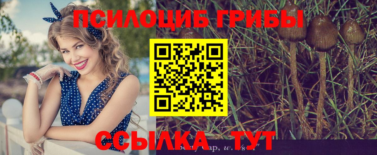 Псилоцибиновые грибы MAGIC MUSHROOMS  Вход с VPN  Псилоцибиновые грибы MAGIC MUSHROOMS  Курчалой 